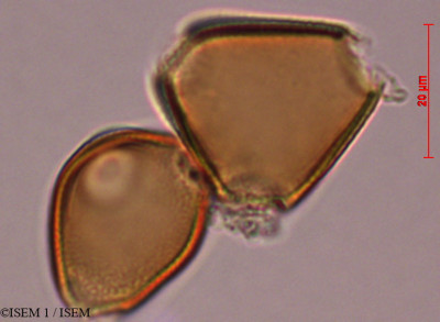 Erythrina edulis - lame n° 29308